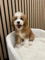 Clara, a female Cavapoo for sale in Azusa, CA – 3 of 4