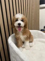Clara, a female Cavapoo for sale in Azusa, CA – 4 of 4