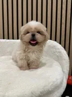Celine, a female Shih Tzu for sale in Azusa, CA – 4 of 4