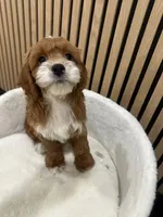 jimmy, a male Cockapoo for sale in Azusa, CA – 2 of 3
