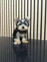 Alice , a female Yorkshire Terrier for sale in Azusa, CA – 2 of 3