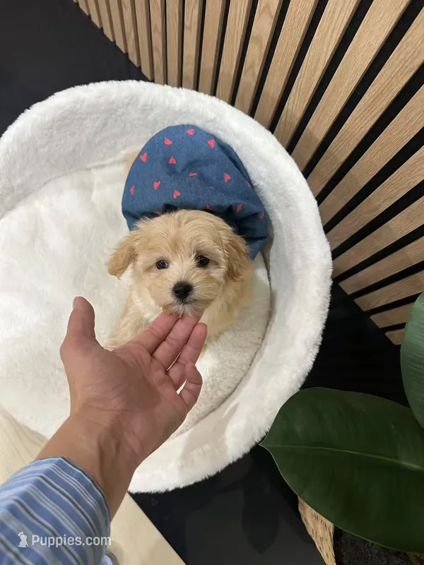 Celine – Maltipoo puppy for sale in Azusa, CA