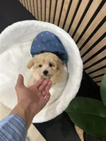 Celine, a female Maltipoo for sale in Azusa, CA – 1 of 4