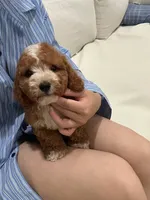 charles, a male Cavapoo for sale in Azusa, CA – 5 of 5