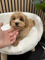 charles, a male Maltipoo for sale in Azusa, CA – 3 of 3