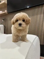jimmy, a male Maltipoo for sale in Azusa, CA – 2 of 4
