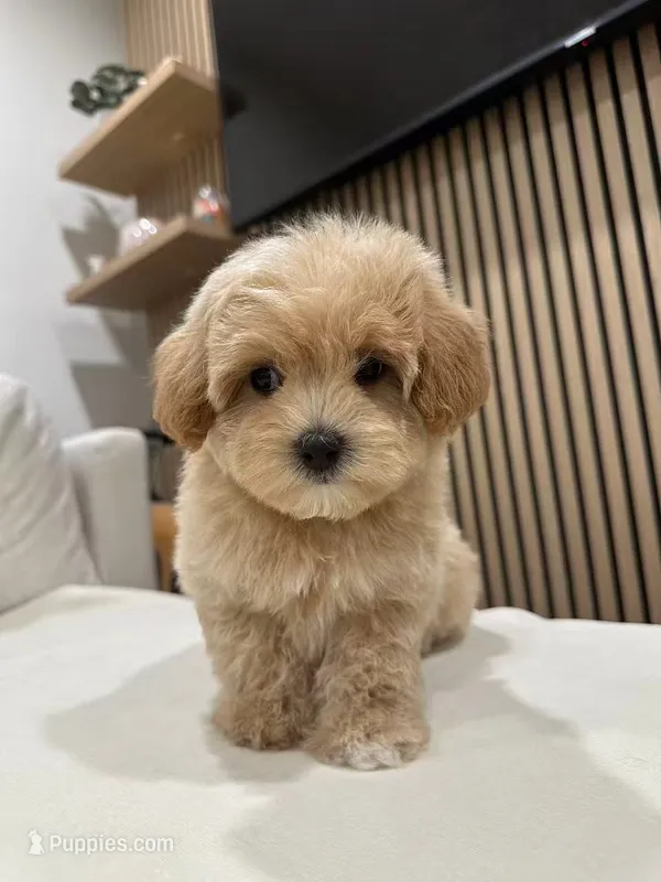 jimmy – Maltipoo puppy for sale in Azusa, CA
