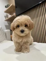 jimmy, a male Maltipoo for sale in Azusa, CA – 1 of 4