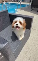 Carson , a male Cavapoo for sale in Azusa, CA – Photo 2 of 2