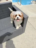 Carson , a male Cavapoo for sale in Azusa, CA – Photo 1 of 2