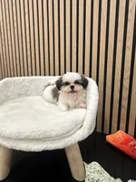 Clara, a female Shih Tzu for sale in Azusa, CA – 2 of 4