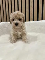 Celine Teacup, a female Maltipoo for sale in Azusa, CA – 2 of 4