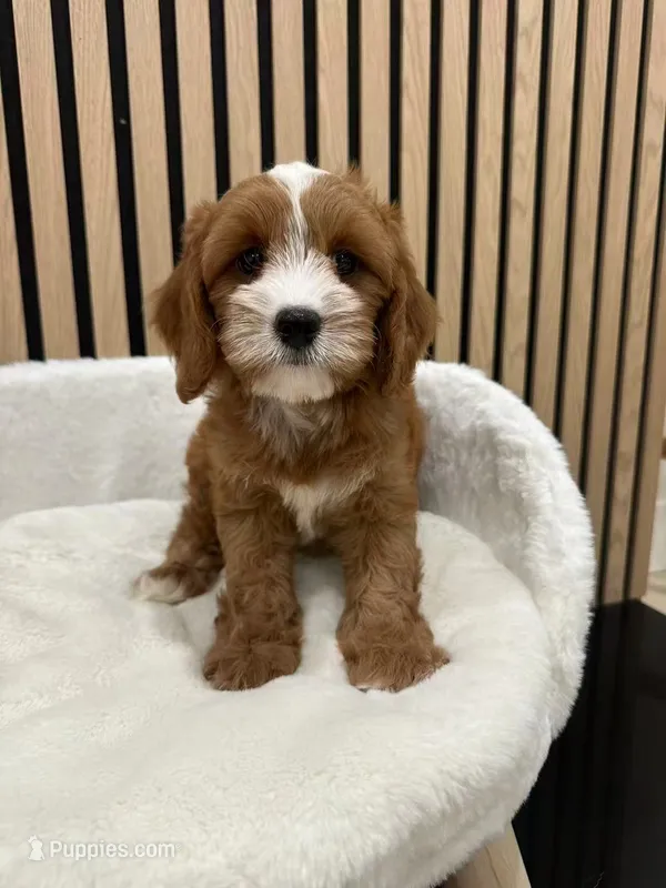 Clara – Cavapoo puppy for sale in Azusa, CA