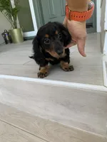 Vicky, a female Miniature Dachshund for sale in Azusa, CA – 2 of 3