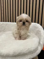 Celine, a female Shih Tzu for sale in Azusa, CA – 3 of 4