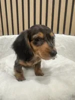 Ben, a male Miniature Dachshund for sale in Azusa, CA – 2 of 4