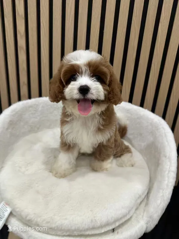 Lucas – Cavapoo puppy for sale in Azusa, CA