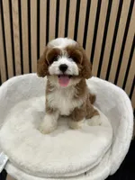 Lucas, a male Cavapoo for sale in Azusa, CA – 1 of 4