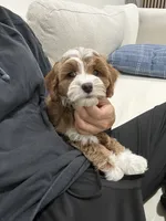 Clara, a female Cavapoo for sale in Azusa, CA – 2 of 3