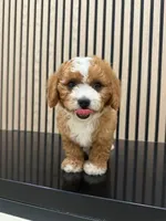 Clara, a female Cavapoo for sale in Azusa, CA – 4 of 4