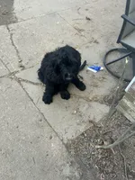 Luffy, a male Goldendoodle for sale in Arlington, TN – Photo 4 of 4