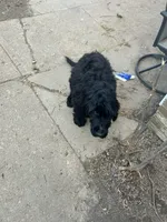 Luffy, a male Goldendoodle for sale in Arlington, TN – Photo 3 of 4