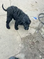 Luffy, a male Goldendoodle for sale in Arlington, TN – Photo 2 of 4