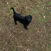 Nami, a female Goldendoodle for sale in Arlington, TN – Photo 2 of 2