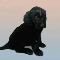 Nami, a female Goldendoodle for sale in Arlington, TN – Photo 1 of 2