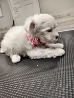 Daisy, a female Maltese for sale in Orlando, FL – 4 of 4