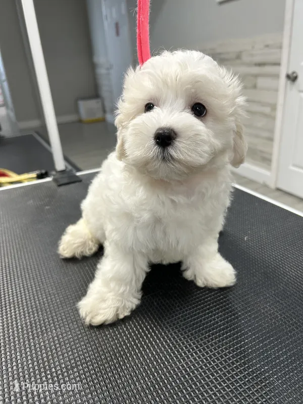 Biscuit – Maltese puppy for sale in Altamonte Springs, FL
