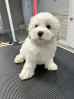 Biscuit, a male Maltese for sale in Altamonte Springs, FL – 1 of 2