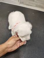 Finn, a male Maltese for sale in Orlando, FL – 4 of 4