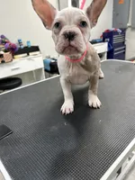 Dottie, a male French Bulldog and American Bully for sale in Altamonte Springs, FL – 2 of 3