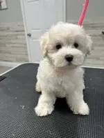 Mochi, a male Maltese for sale in Altamonte Springs, FL – 2 of 2