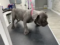 Blue, a male American Bully for sale in Altamonte Springs, FL – 2 of 2