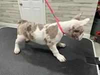 Dottie, a male French Bulldog and American Bully for sale in Altamonte Springs, FL – 3 of 3