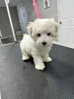 Teddy, a male Maltese for sale in Altamonte Springs, FL – 3 of 3