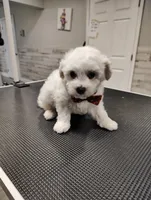Tater Tot, a male Maltipoo for sale in Orlando, FL – 2 of 5