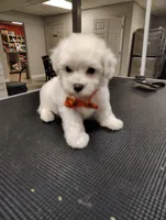 Chewbarka, a male Maltipoo for sale in Orlando, FL – 2 of 2
