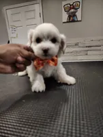 Milo, a male Maltese for sale in Orlando, FL – 3 of 3