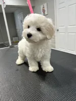 Teddy, a male Maltese for sale in Altamonte Springs, FL – 2 of 3