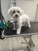 Biscuit, a male Maltese for sale in Orlando, FL – 2 of 3
