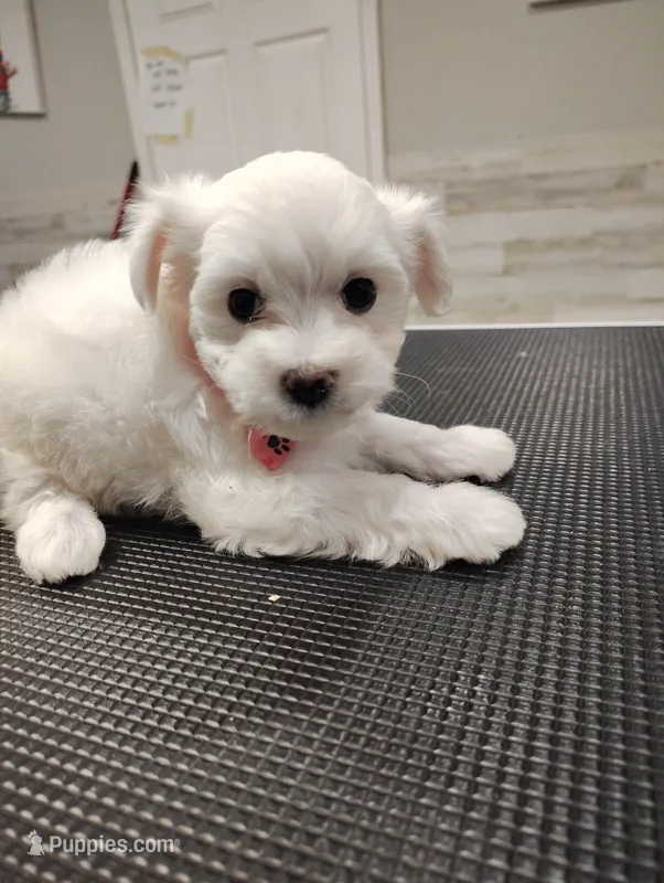 Daisy – Maltese puppy for sale in Orlando, FL