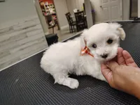 Finn, a male Maltese for sale in Orlando, FL – 2 of 4