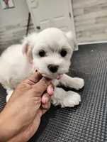 Daisy, a female Maltese for sale in Orlando, FL – 2 of 4