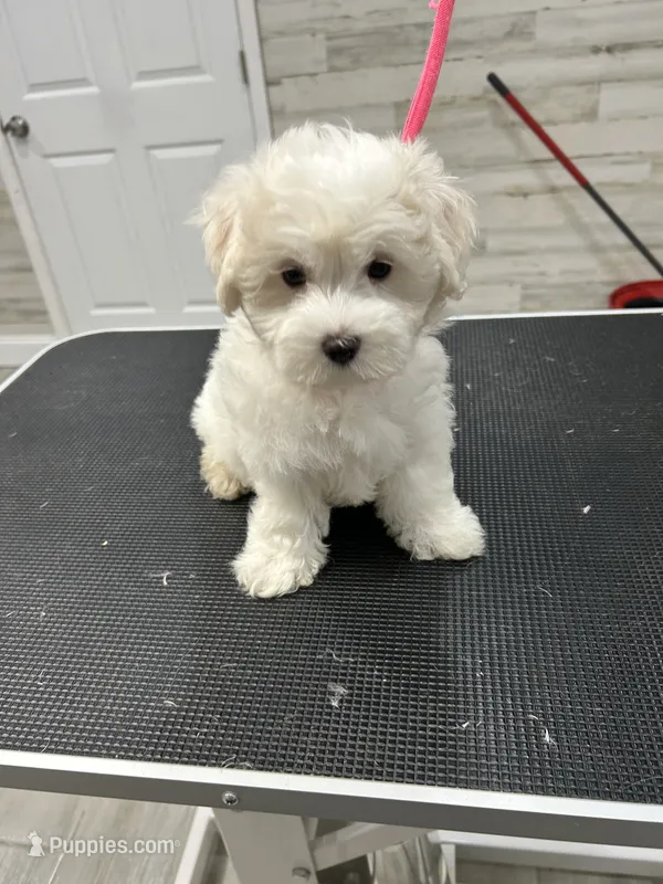 Bella – Maltese puppy for sale in Altamonte Springs, FL