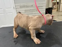 Rose, a female American Bully for sale in Altamonte Springs, FL – 2 of 2