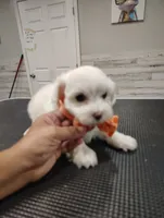 Milo, a male Maltese for sale in Orlando, FL – 2 of 3