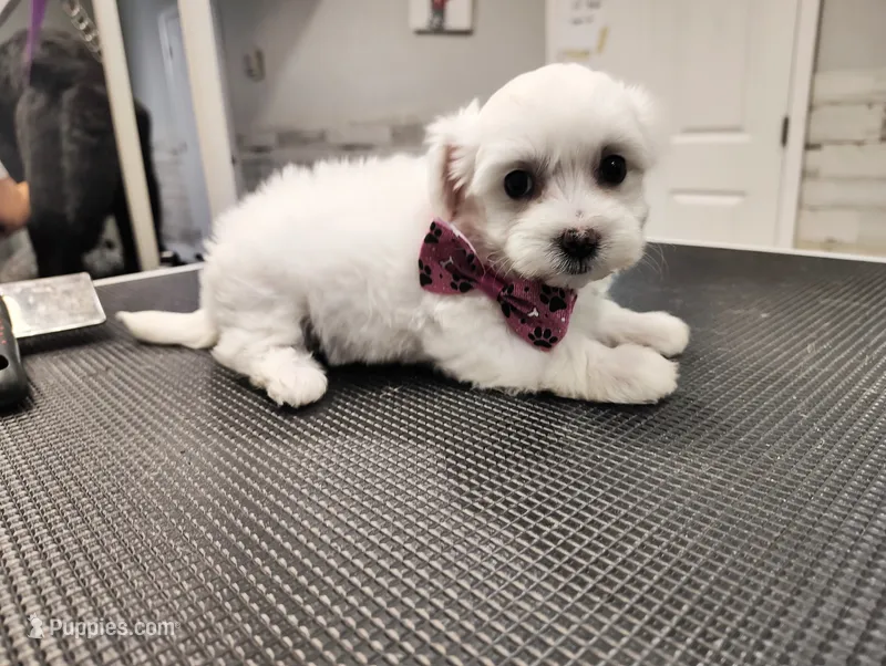 Lulu – Maltese puppy for sale in Orlando, FL